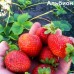 Клубника "Альбион": цена и описание сорта Клубника "Альбион": цена и описание сорта
