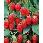 Саженец малины "Туламин" Саженец малины "Туламин"